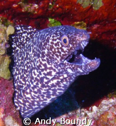 "Dude - not now - really!"
Nice spotted Moray telling me... by Andy Boundy 